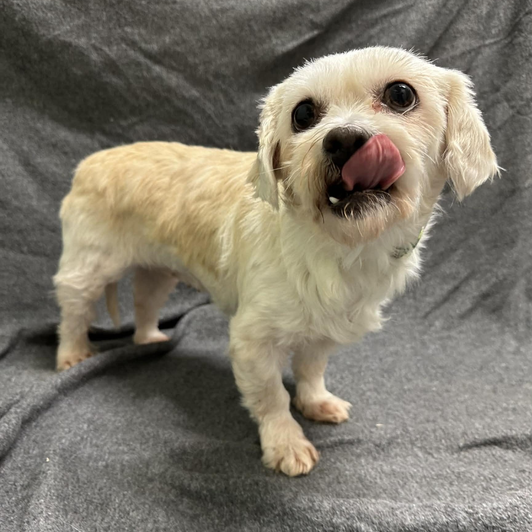 Enlarge Haven-Foster Home Needed, a Adoptable Shih Tzu in Hartland, WI image 3/6