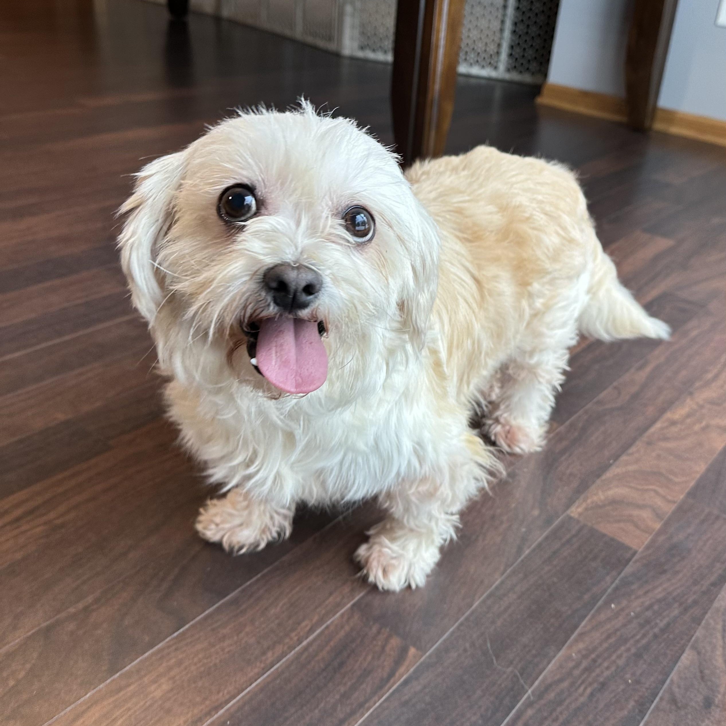 Haven-Foster Home Needed, a Adoptable Shih Tzu in Hartland, WI image 4/6