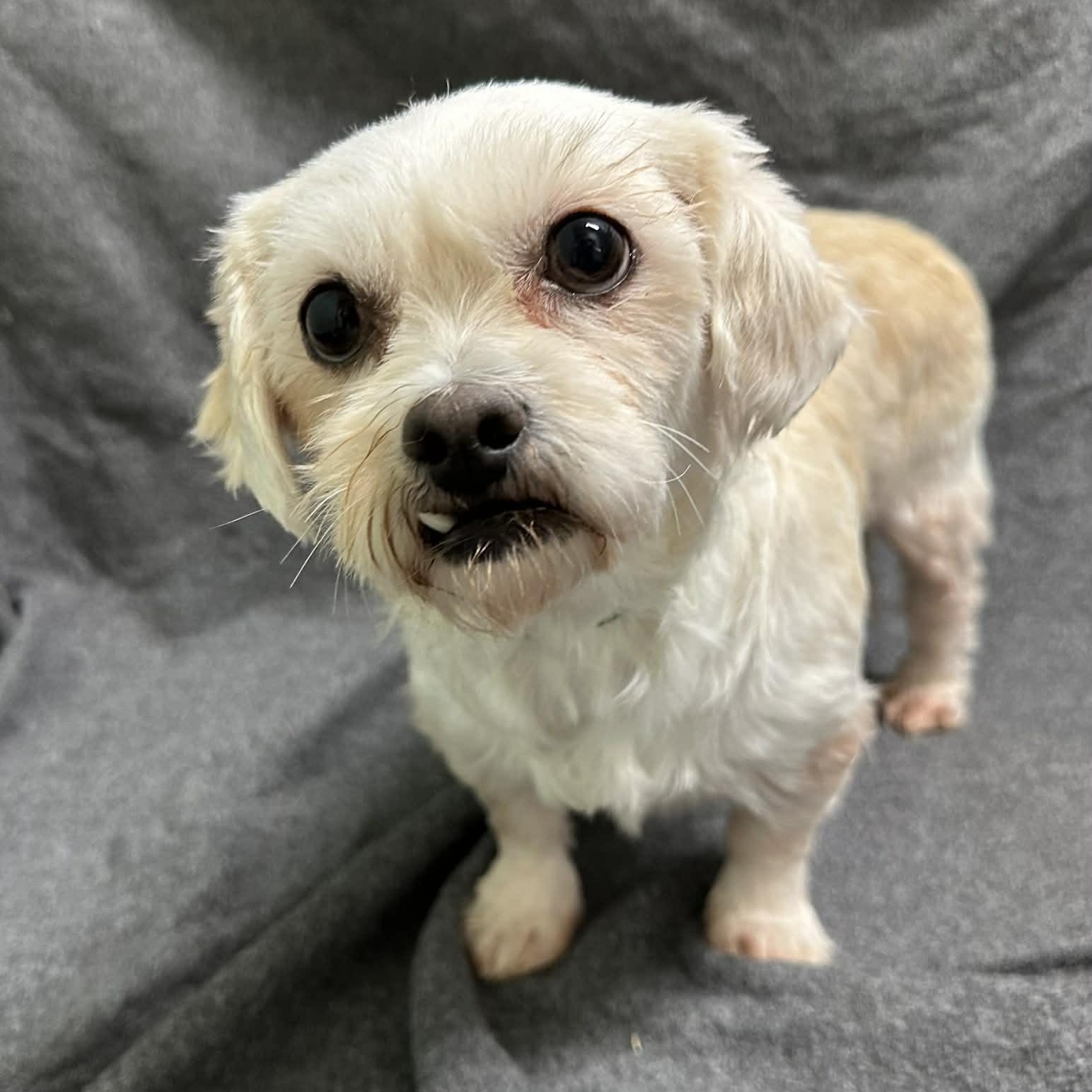 Enlarge Haven-Foster Home Needed, a Adoptable Shih Tzu in Hartland, WI image 1/6