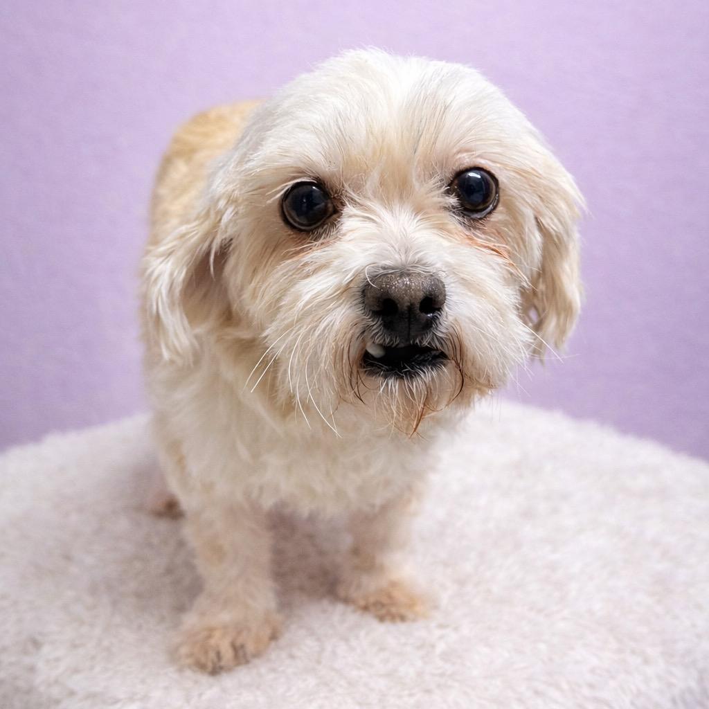 Haven-Foster Home Needed, Adoptable, Adult Female Shih Tzu.