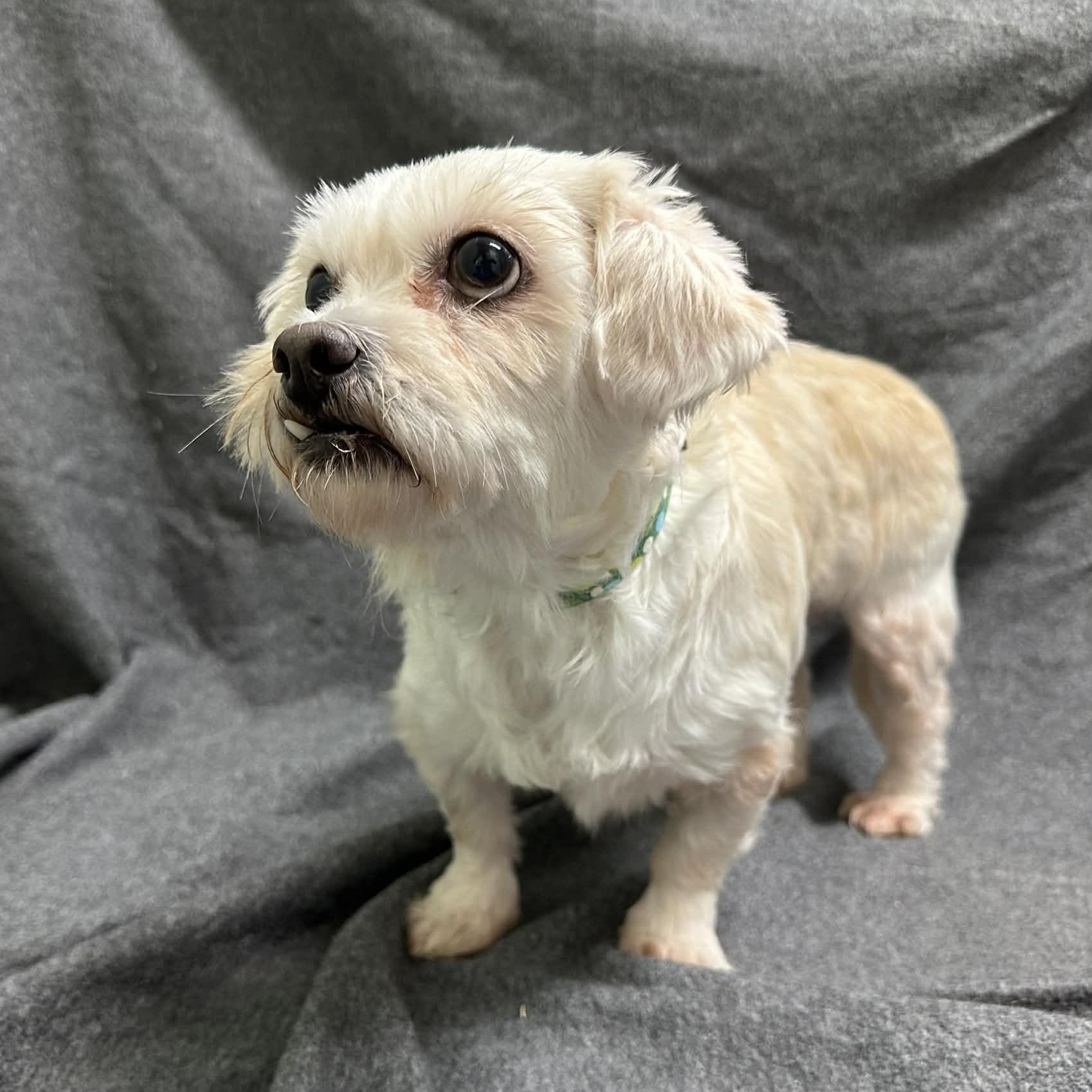 Enlarge Haven-Foster Home Needed, a Adoptable Shih Tzu in Hartland, WI image 4/6