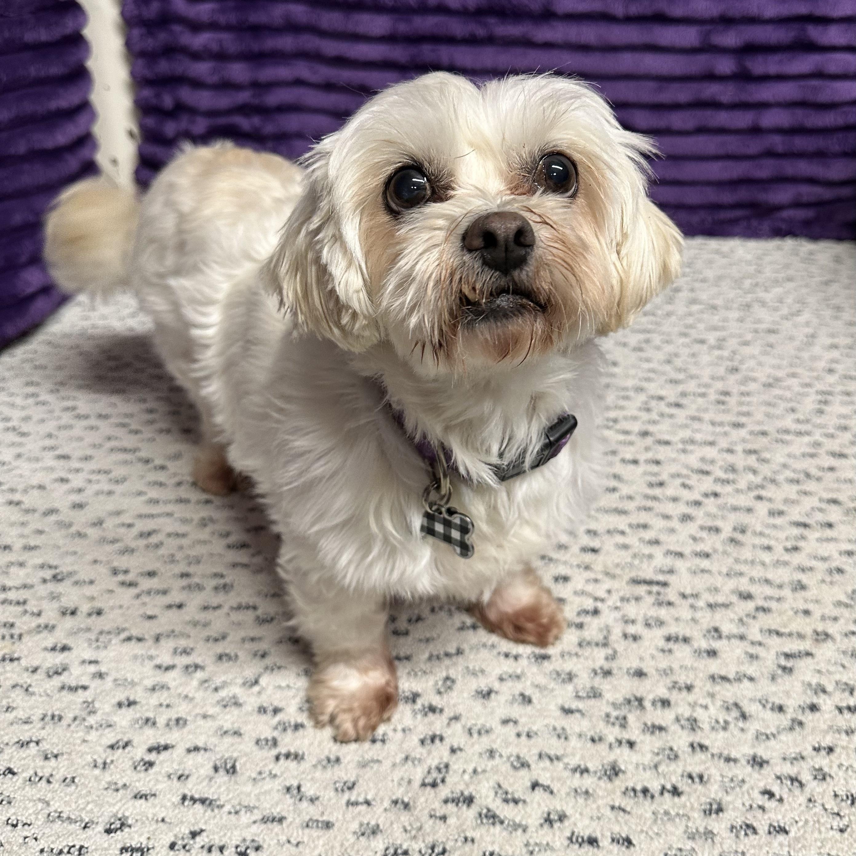 Haven, Adoptable, Adult Female Shih Tzu.