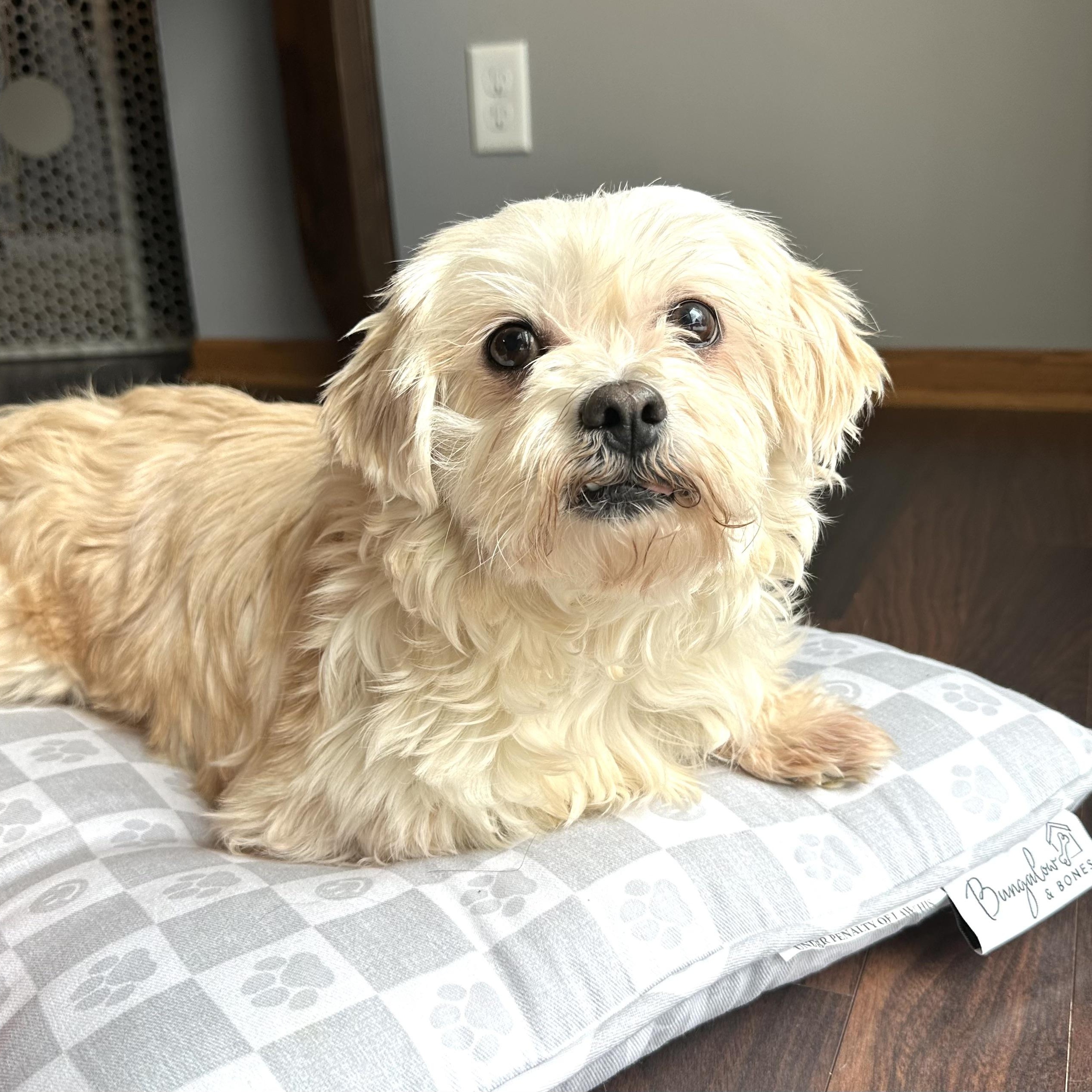 Haven-Foster Home Needed, a Adoptable Shih Tzu in Hartland, WI image 2/6