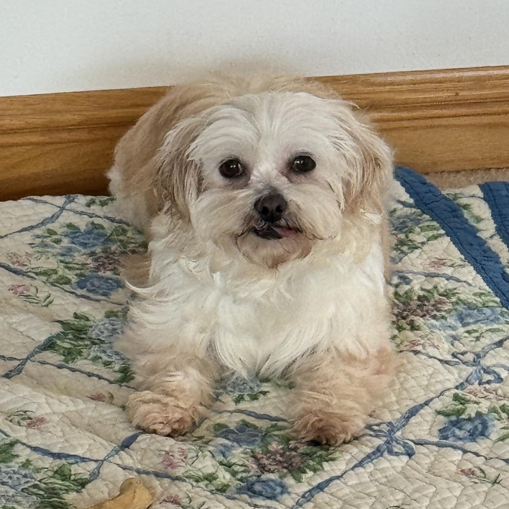 Enlarge Haven, a Adoptable Shih Tzu in Hartland, WI image 2/6