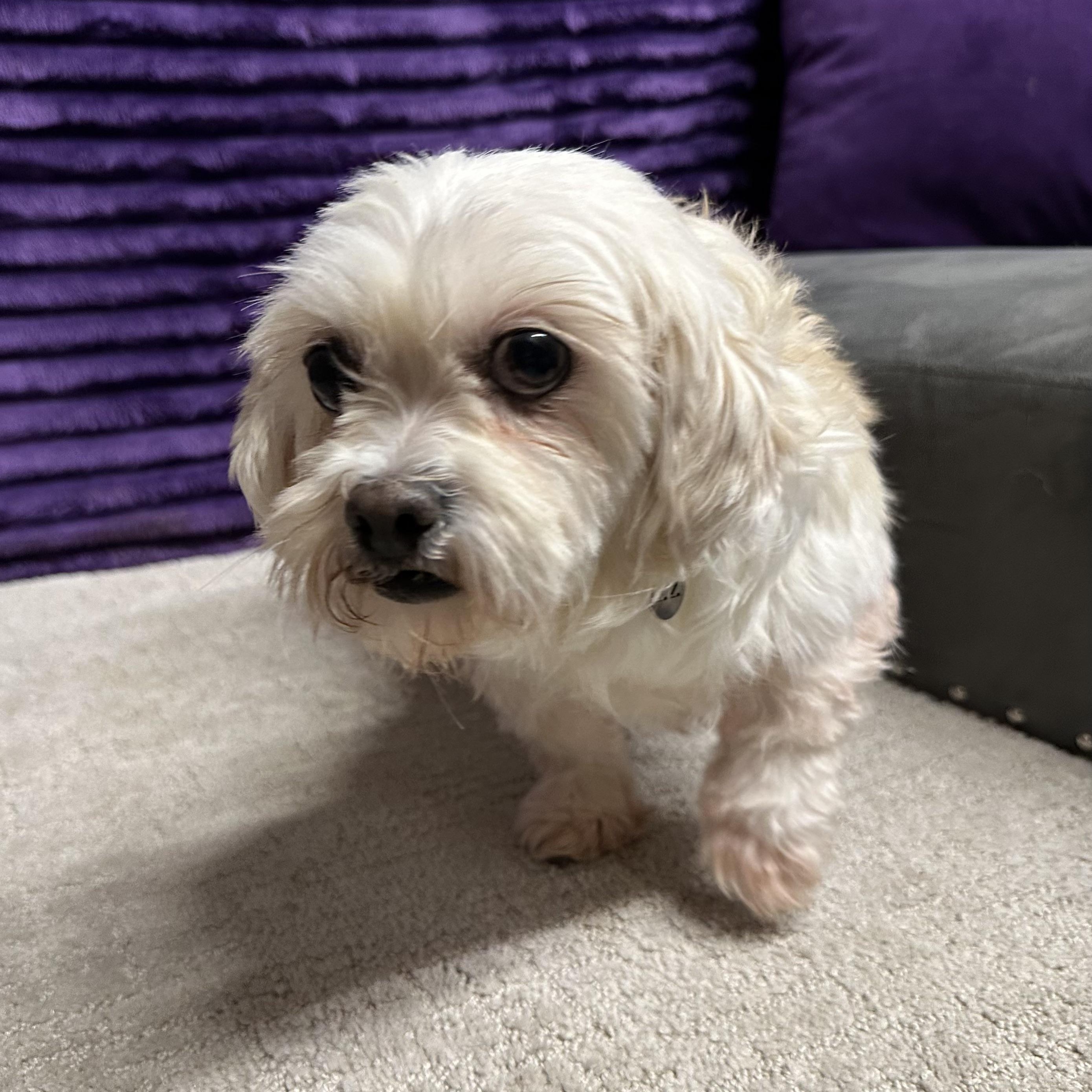 Enlarge Haven-Foster Home Needed, a Adoptable Shih Tzu in Hartland, WI image 4/5