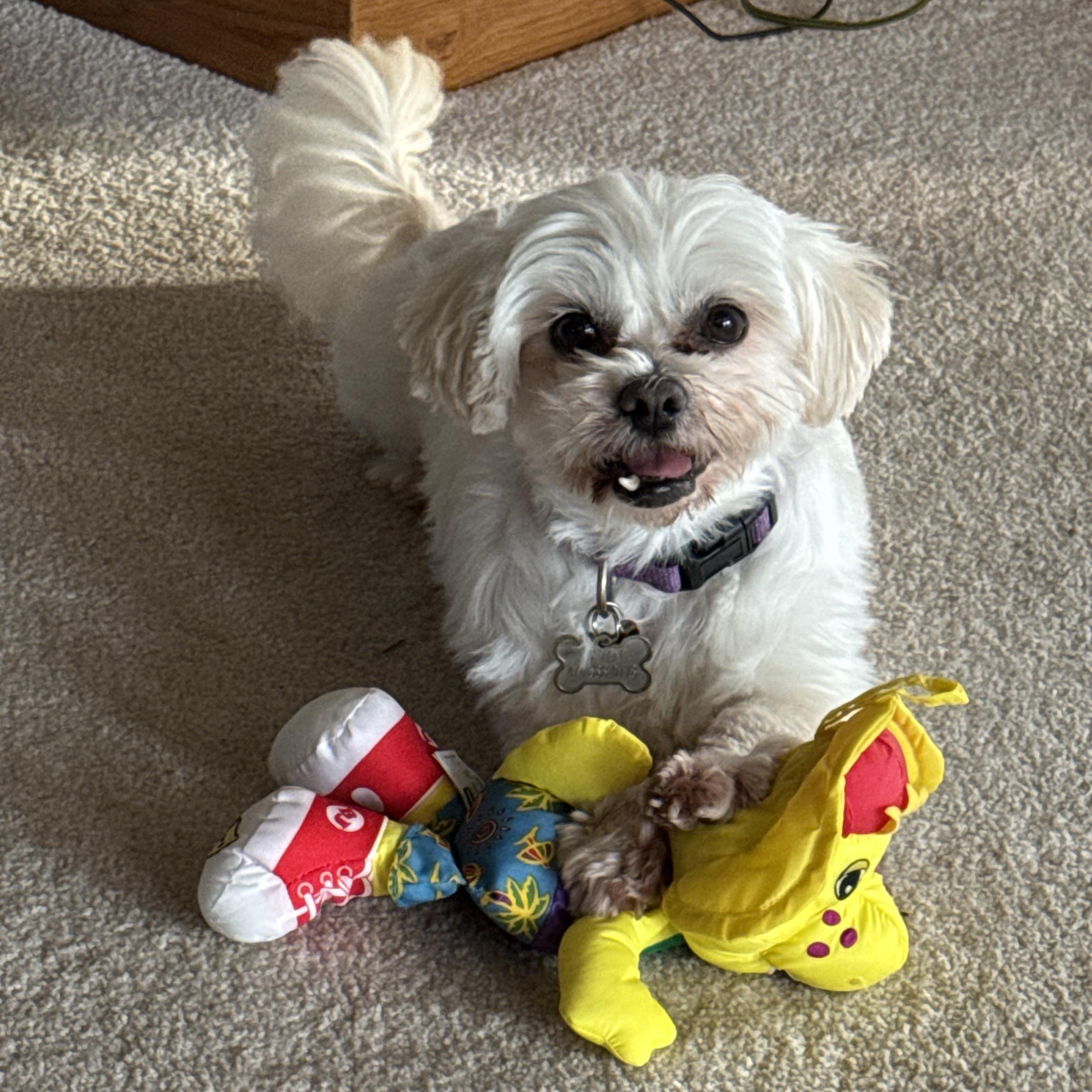 Haven, a Adoptable Shih Tzu in Hartland, WI image 1/6