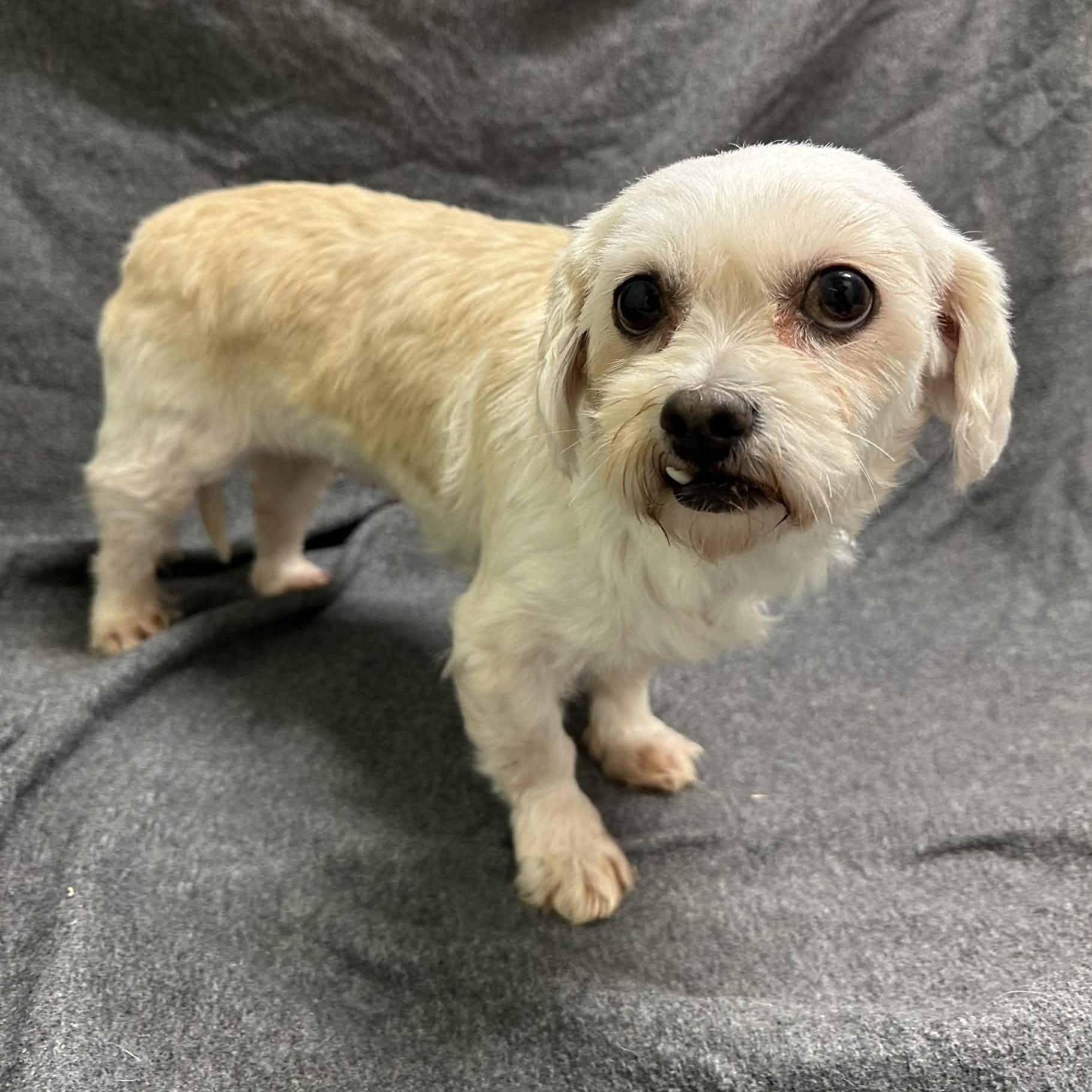 Enlarge Haven-Foster Home Needed, a Adoptable Shih Tzu in Hartland, WI image 5/6