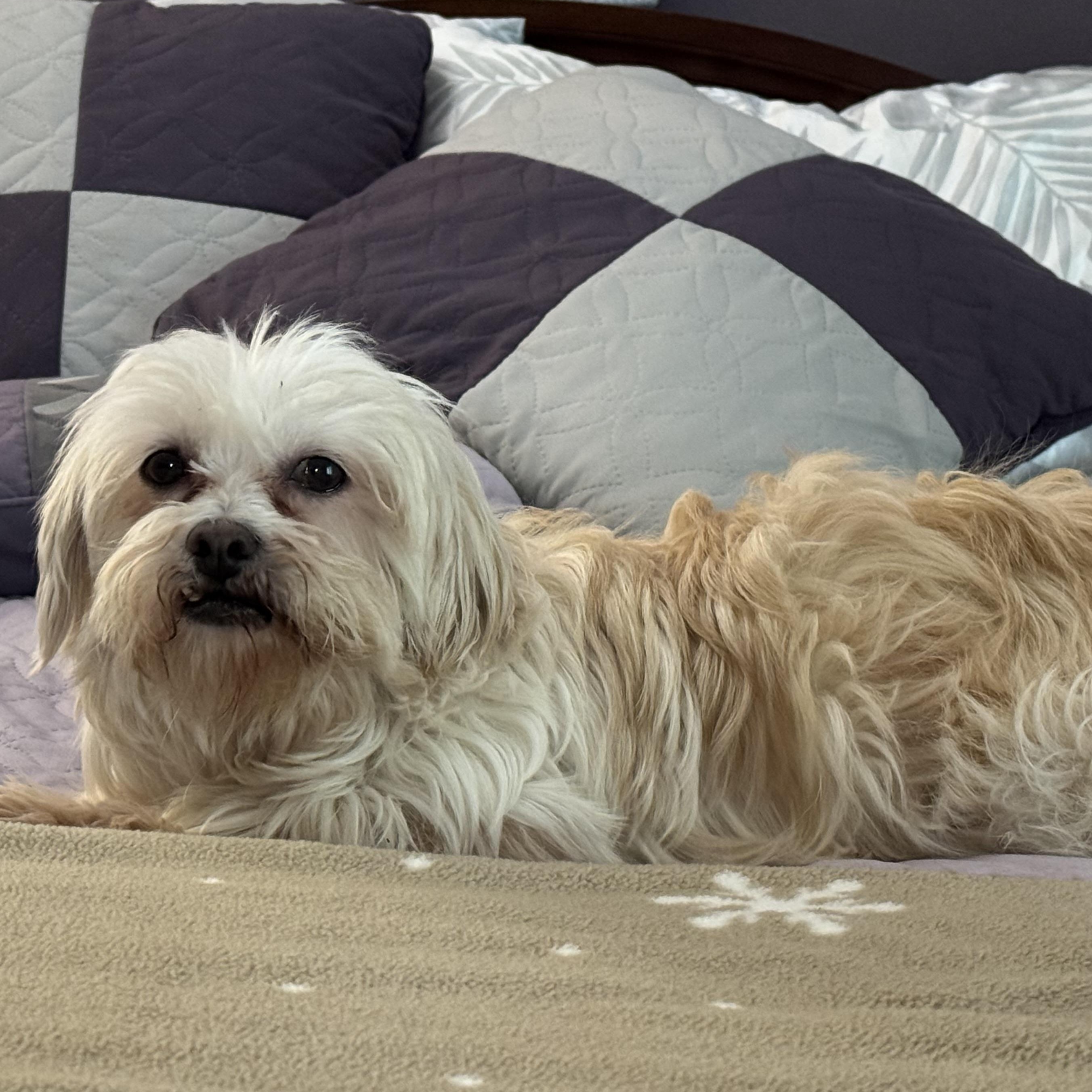 Enlarge Haven, a Adoptable Shih Tzu in Hartland, WI image 2/6