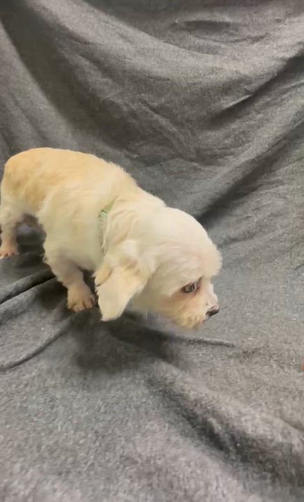 Enlarge Haven-Foster Home Needed, a Adoptable Shih Tzu in Hartland, WI video 6/6