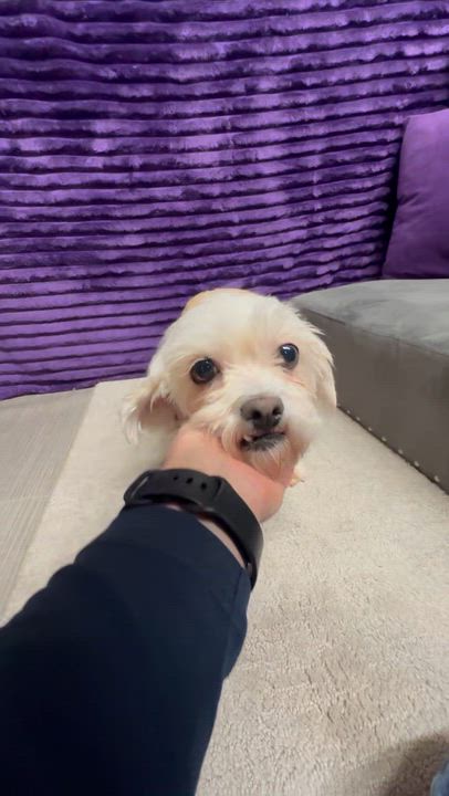 Enlarge Haven-Foster Home Needed, a Adoptable Shih Tzu in Hartland, WI video 5/5