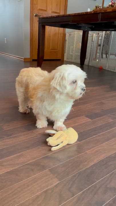 Enlarge Haven-Foster Home Needed, a Adoptable Shih Tzu in Hartland, WI video 6/6