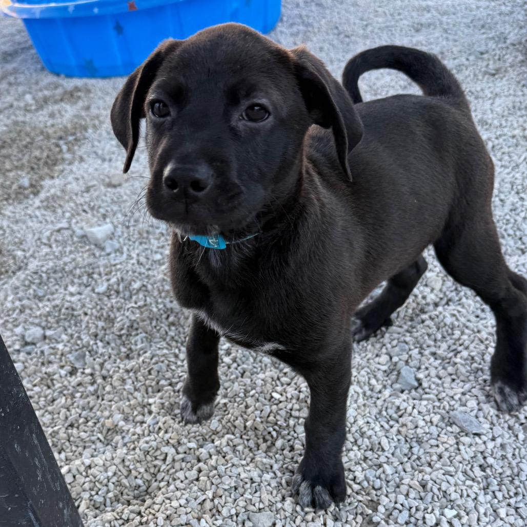 Enlarge Archer, a Adoptable mixed breed in St. Peters, MO image 1/6
