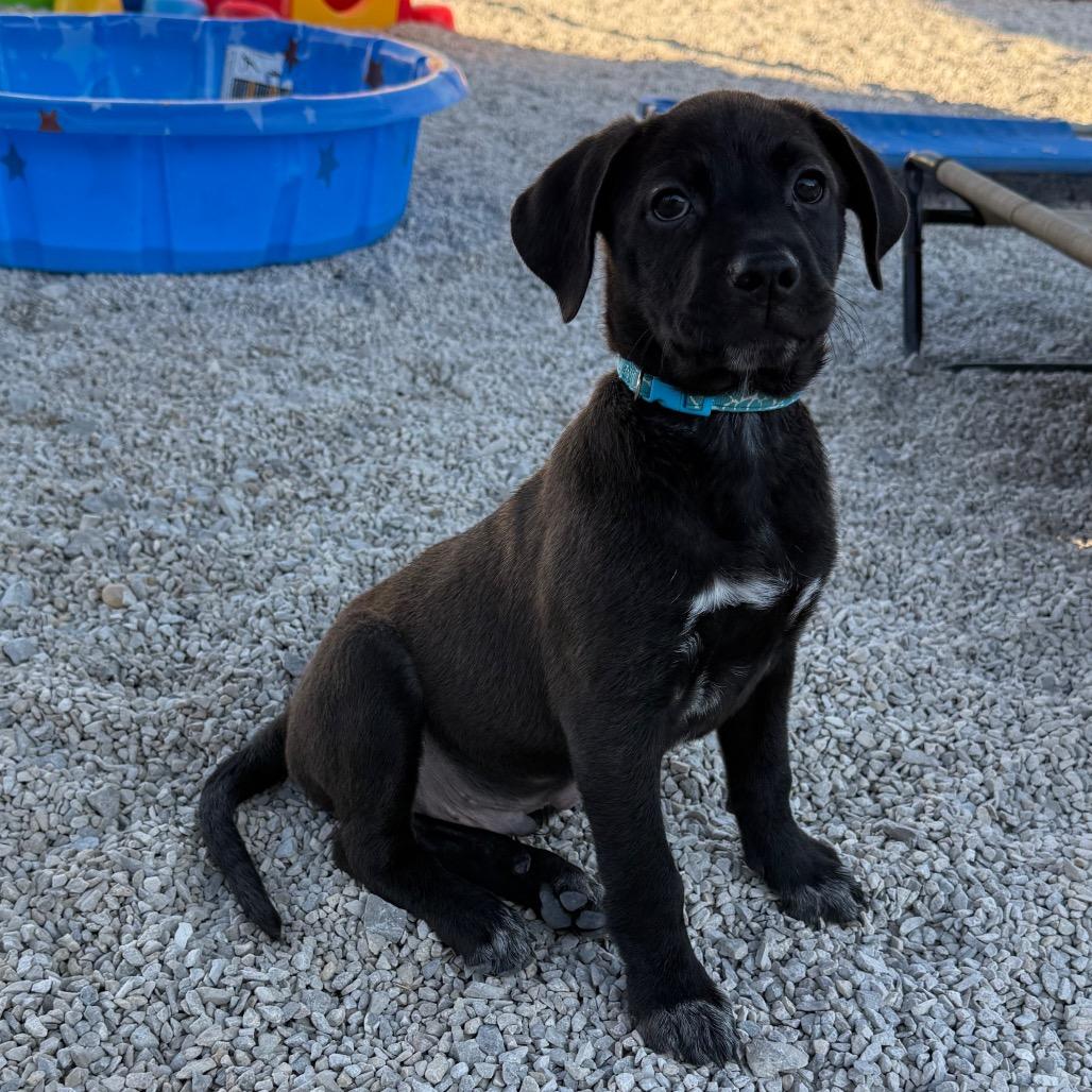 Enlarge Archer, a Adoptable mixed breed in St. Peters, MO image 2/6