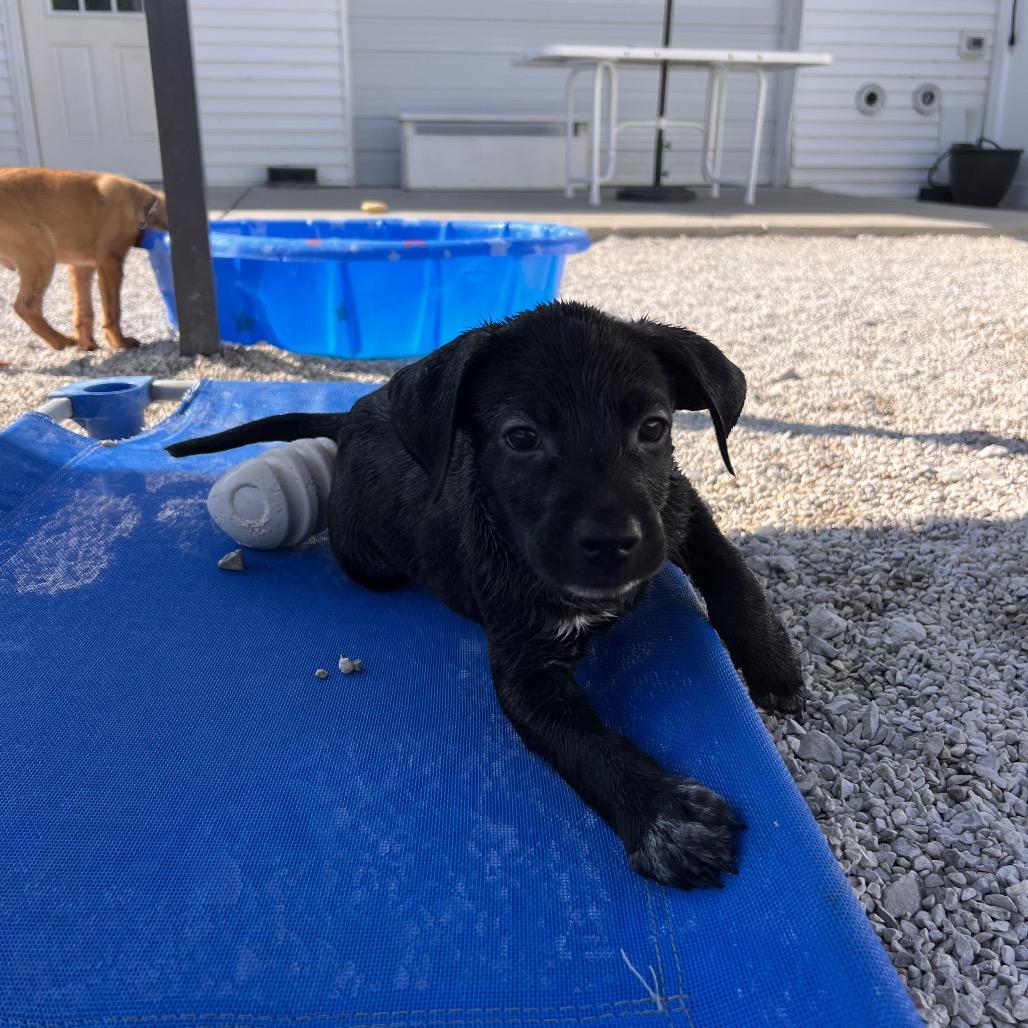 Enlarge Archer, a Adoptable mixed breed in St. Peters, MO image 3/6