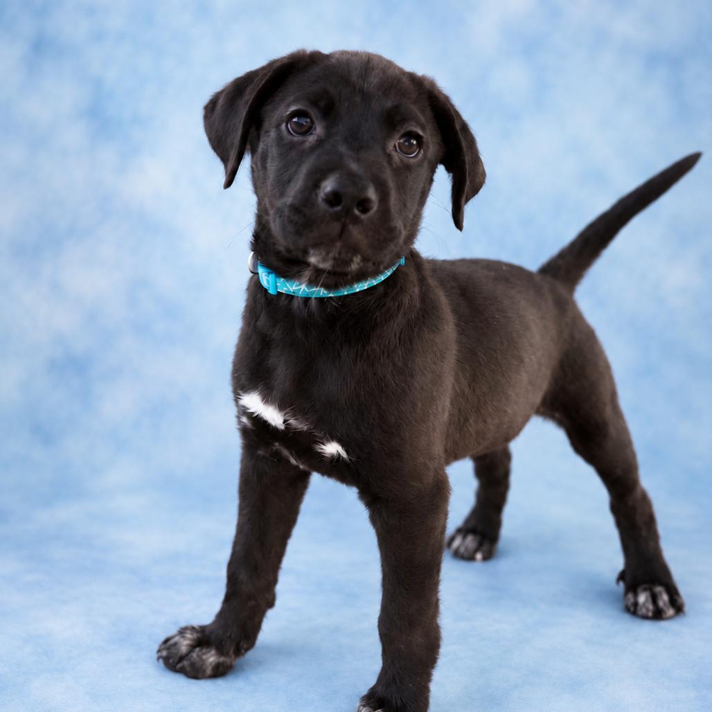 Enlarge Archer, a Adoptable mixed breed in St. Peters, MO image 4/6