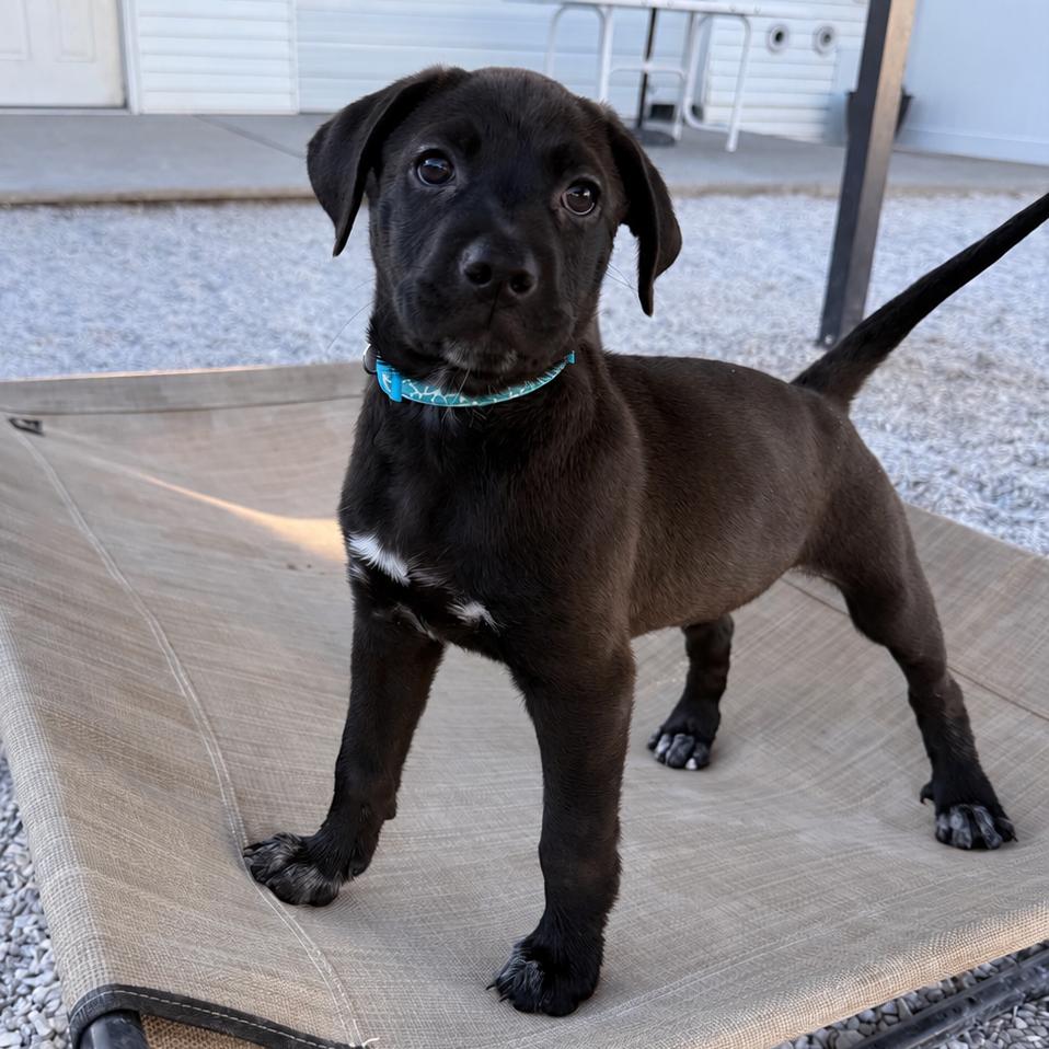 Enlarge Archer, a Adoptable mixed breed in St. Peters, MO image 5/6