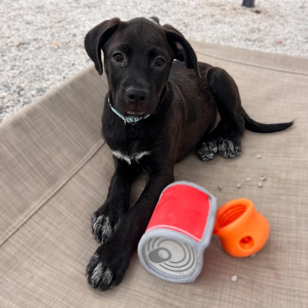 Enlarge Archer, a Adoptable mixed breed in St. Peters, MO image 6/6