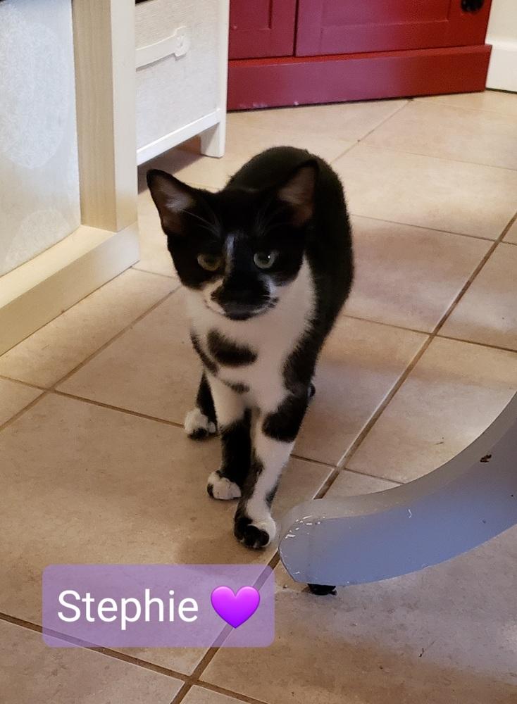 Stephie, Adoptable, Young Female Domestic Short Hair.