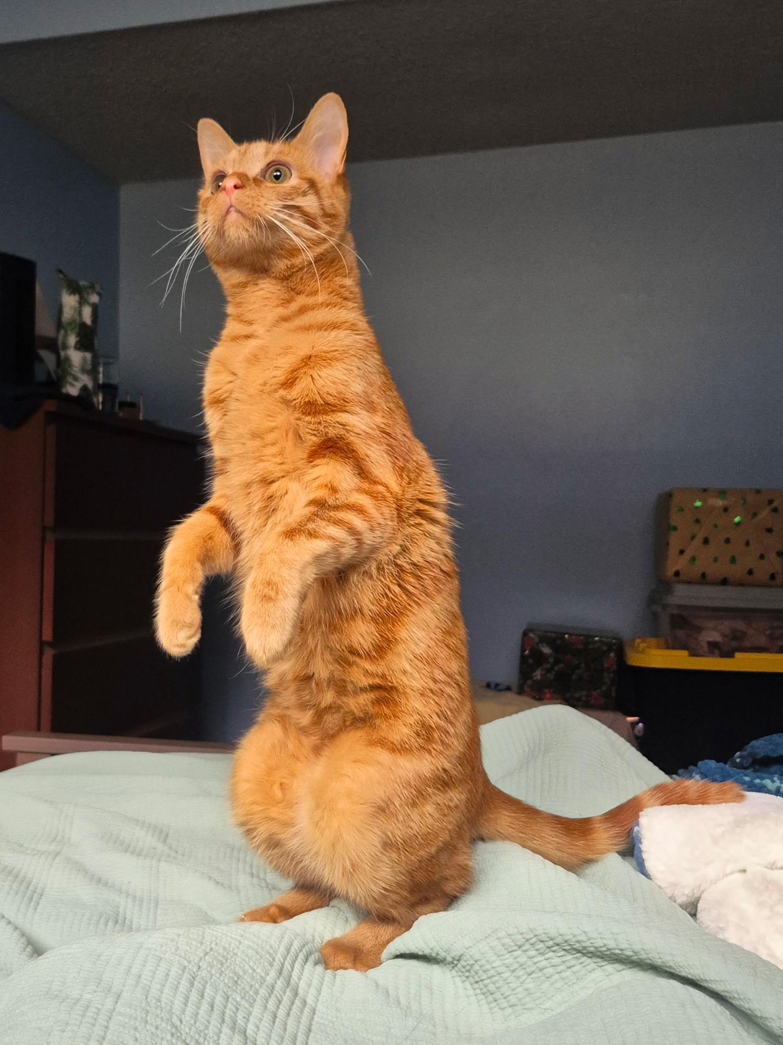 Nessie (bonded with Wampus) , Adoptable, Kitten Female Domestic Medium Hair.