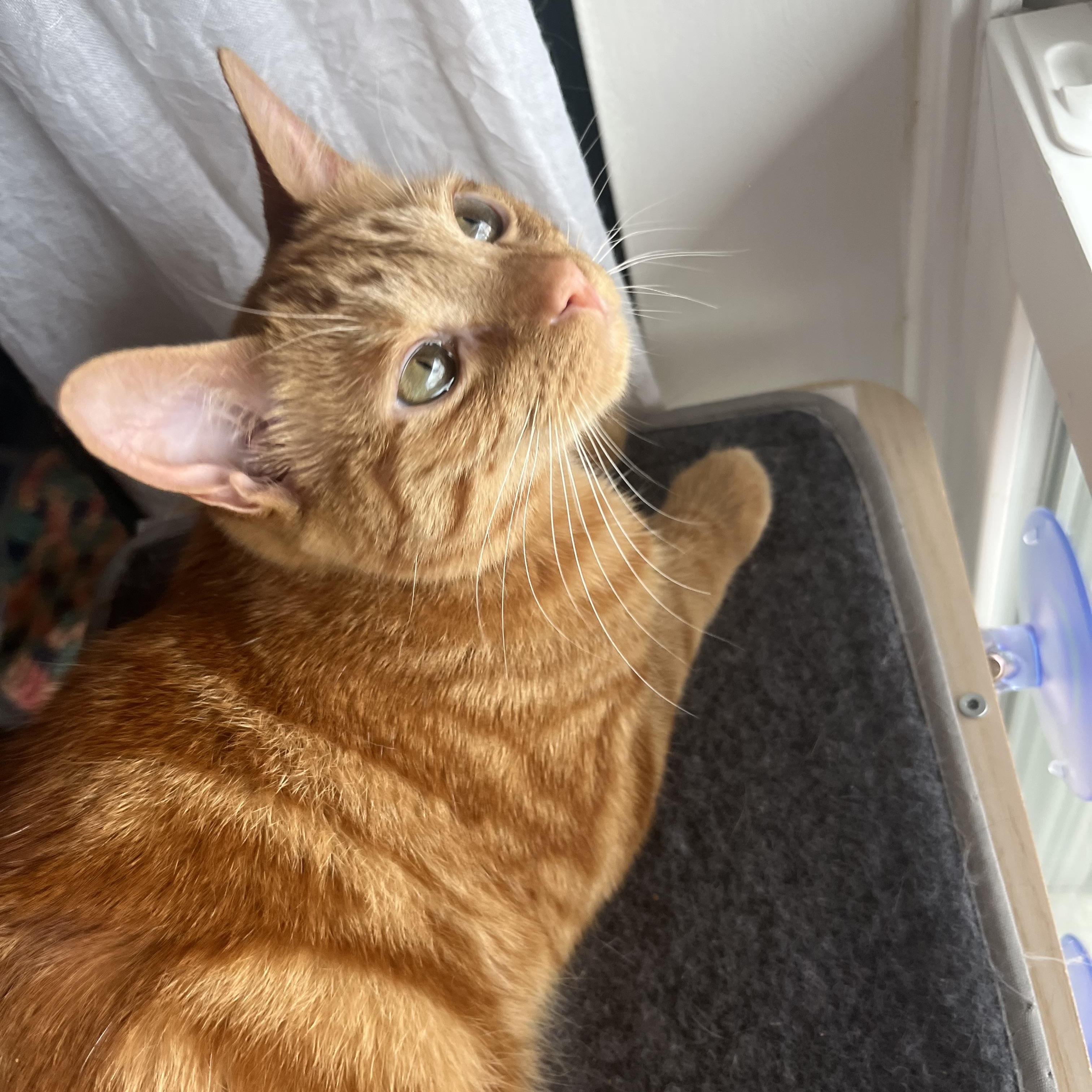 Enlarge Nessie (bonded with Wampus) , a Adoptable Domestic Medium Hair in Fort Oglethorpe, GA image 2/6