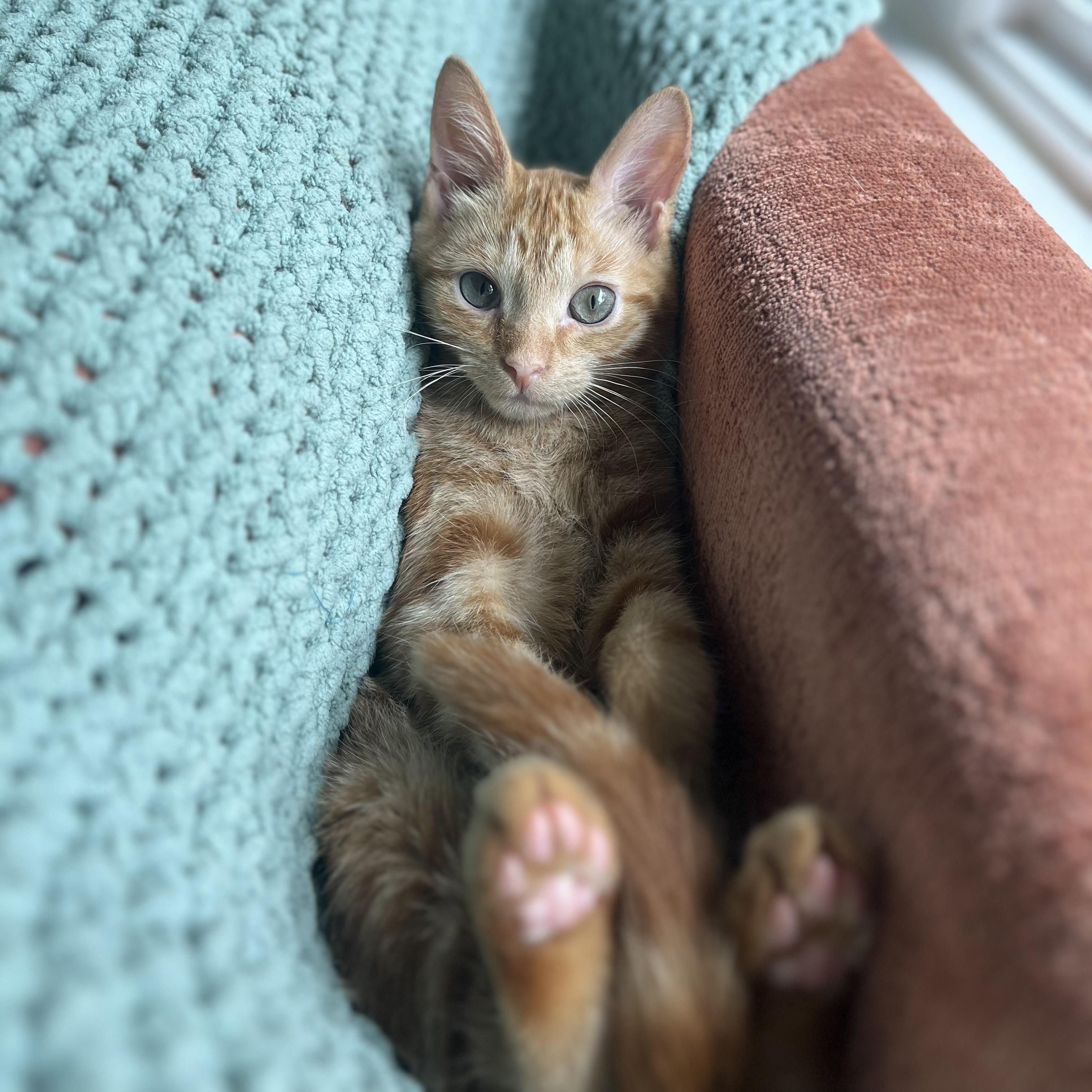 Enlarge Nessie (bonded with Wampus) , a Adoptable Domestic Medium Hair in Fort Oglethorpe, GA image 3/6