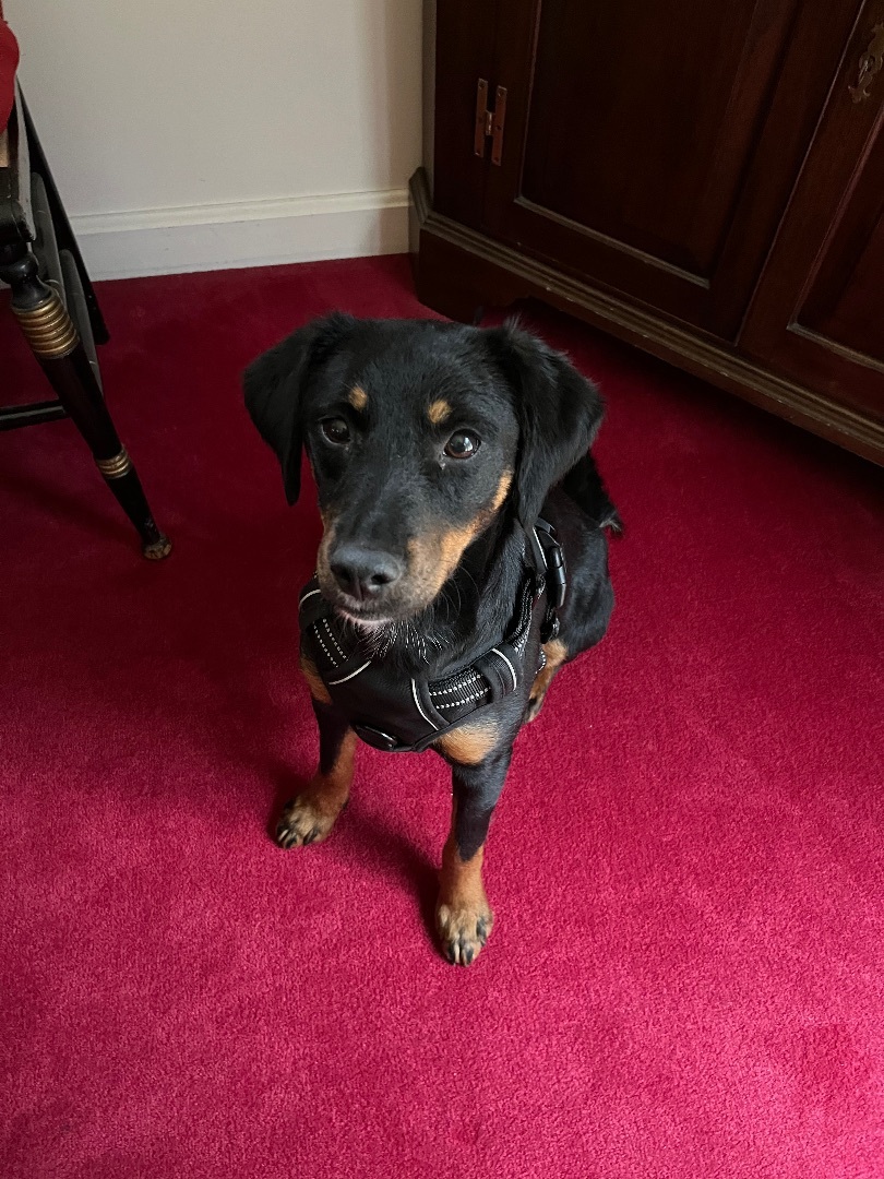 Enlarge Five, a Adopted mixed breed in Fisty, KY image 2/9