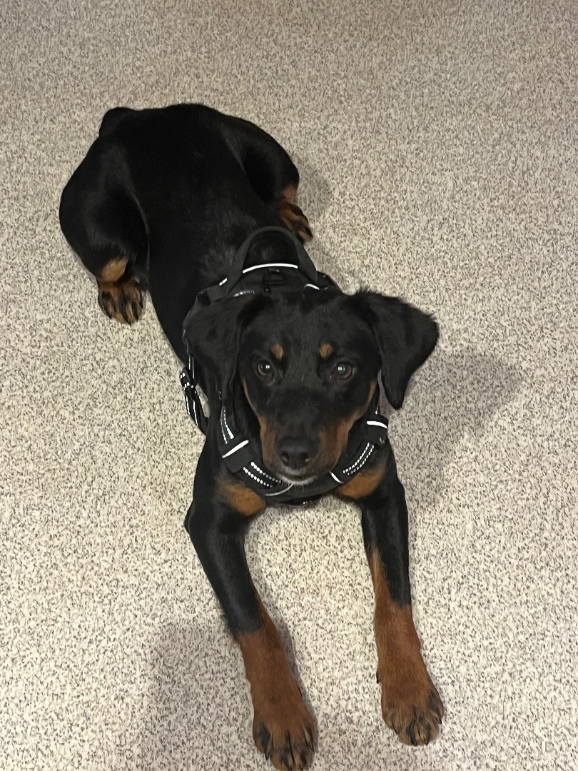 Enlarge Five, a Adopted mixed breed in Fisty, KY image 3/9