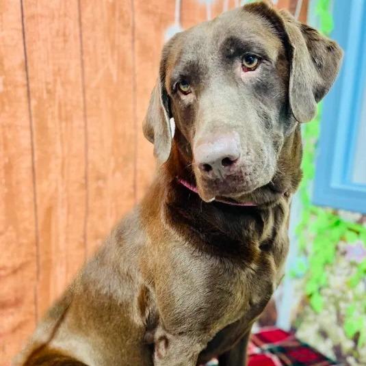 Enlarge Reese, a Adoptable Chocolate Labrador Retriever in Lebanon, MO image 1/4