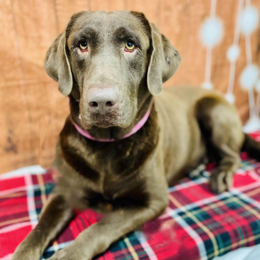 Enlarge Reese, a Adoptable Chocolate Labrador Retriever in Lebanon, MO image 2/4