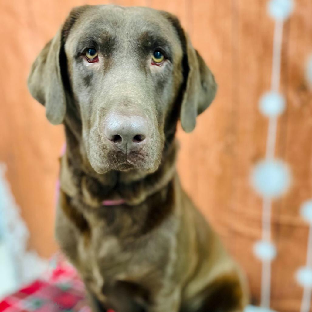 Enlarge Reese, a Adoptable Chocolate Labrador Retriever in Lebanon, MO image 3/4