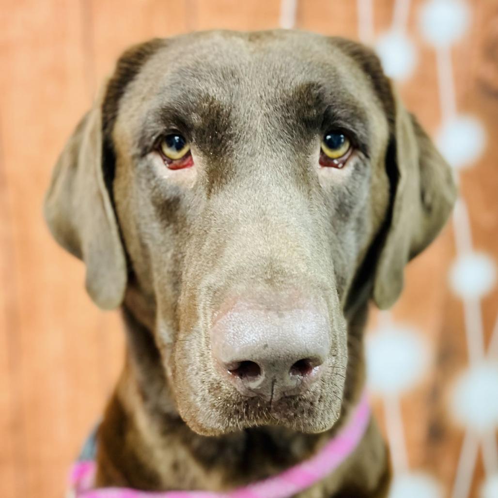 Enlarge Reese, a Adoptable Chocolate Labrador Retriever in Lebanon, MO image 4/4