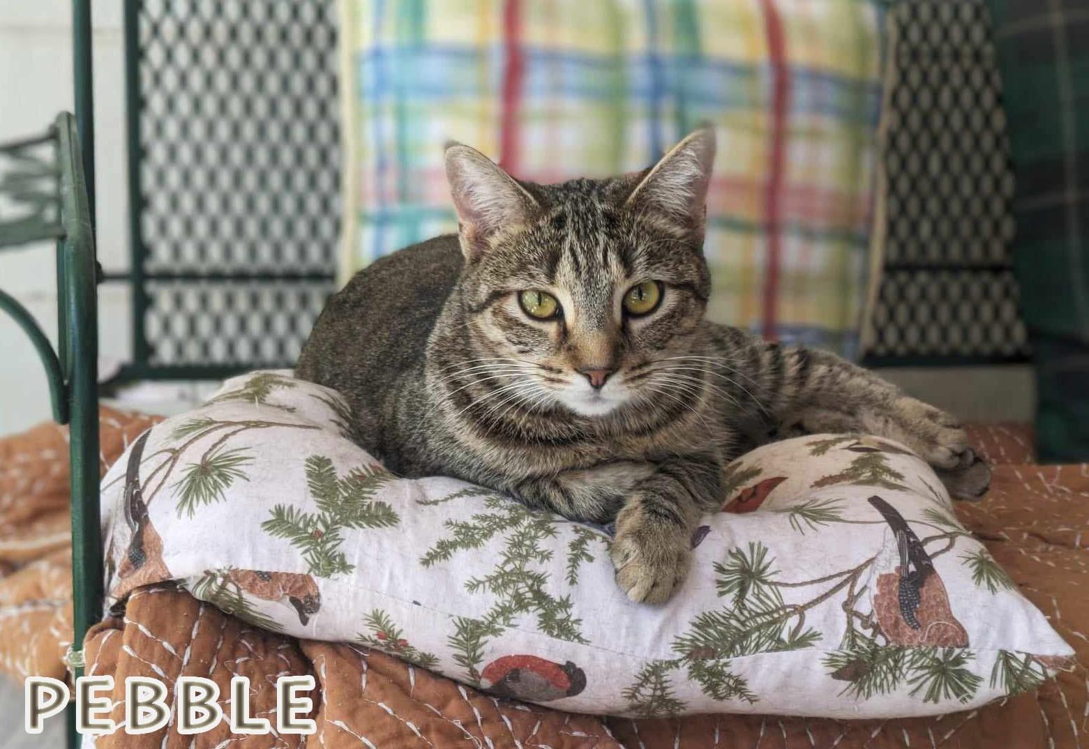 Enlarge Pebble, a Adoptable mixed breed in Ozark, AL image 3/5