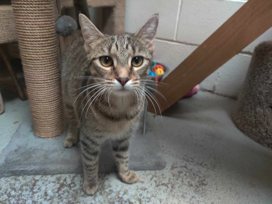 Pebble, Adoptable, Young Female Domestic Short Hair.