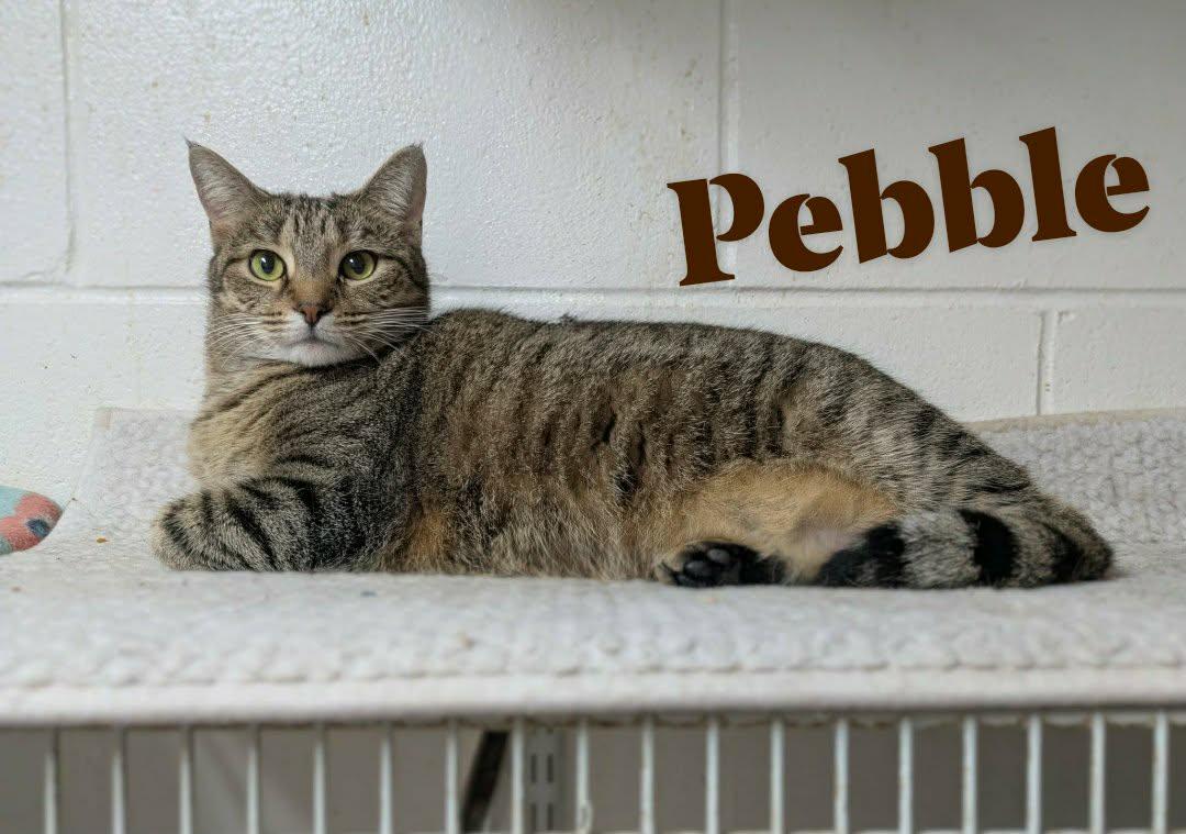 Enlarge Pebble, a Adoptable mixed breed in Ozark, AL image 5/5