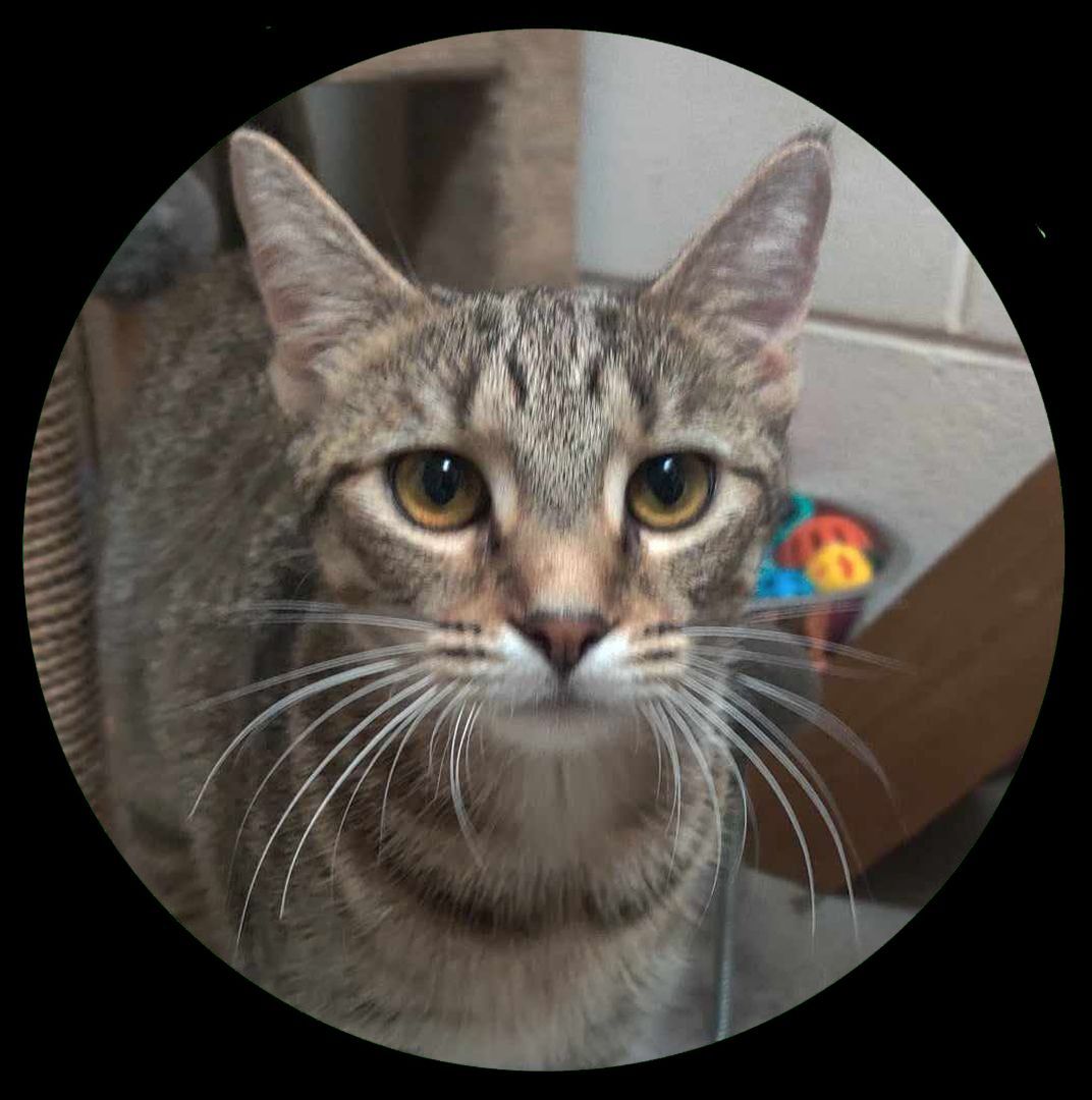 Enlarge Pebble, a Adoptable mixed breed in Ozark, AL image 2/13