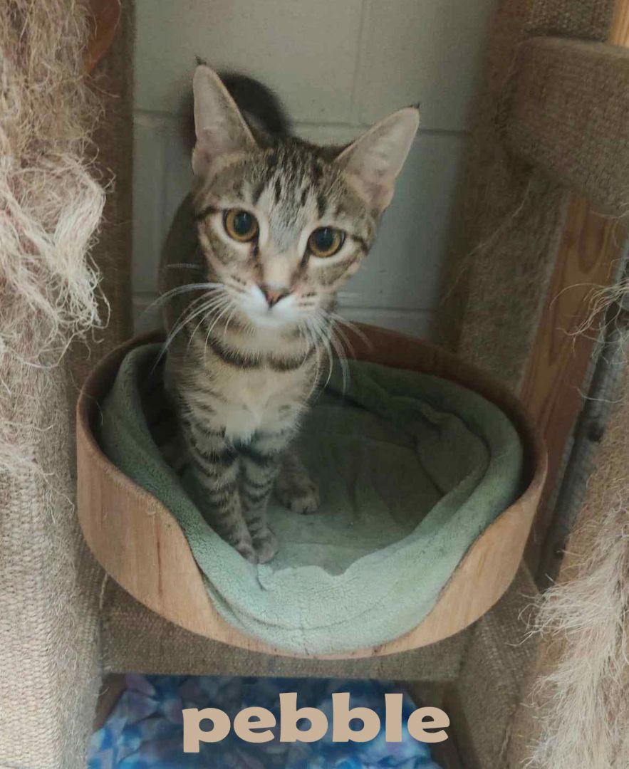 Enlarge Pebble, a Adoptable mixed breed in Ozark, AL image 3/13