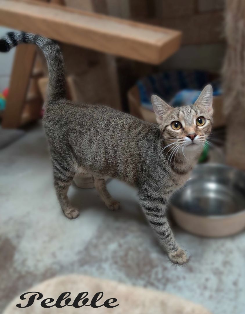 Enlarge Pebble, a Adoptable mixed breed in Ozark, AL image 4/13