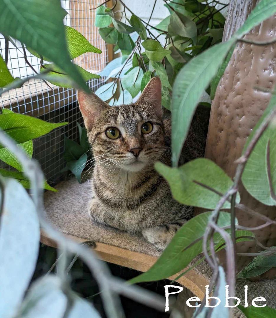Pebble, Adoptable, Young Female Domestic Short Hair.
