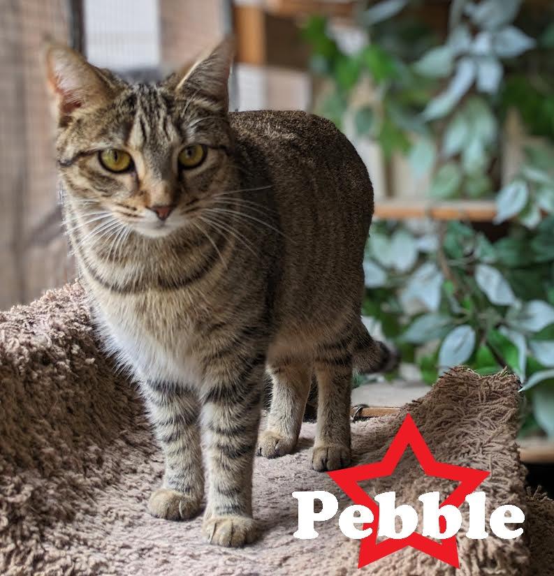 Enlarge Pebble, a Adoptable mixed breed in Ozark, AL image 4/5
