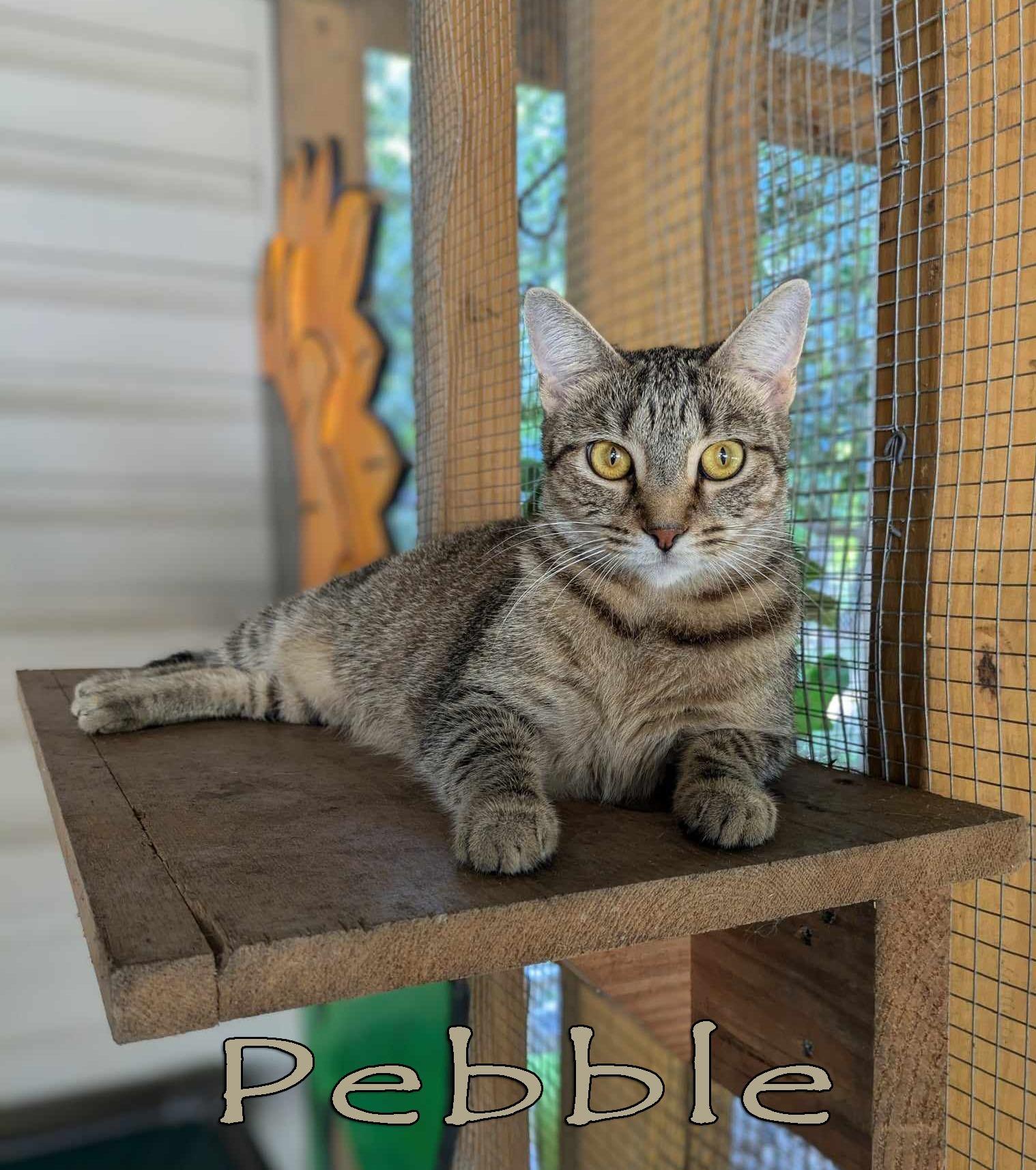 Enlarge Pebble, a Adoptable mixed breed in Ozark, AL image 2/5