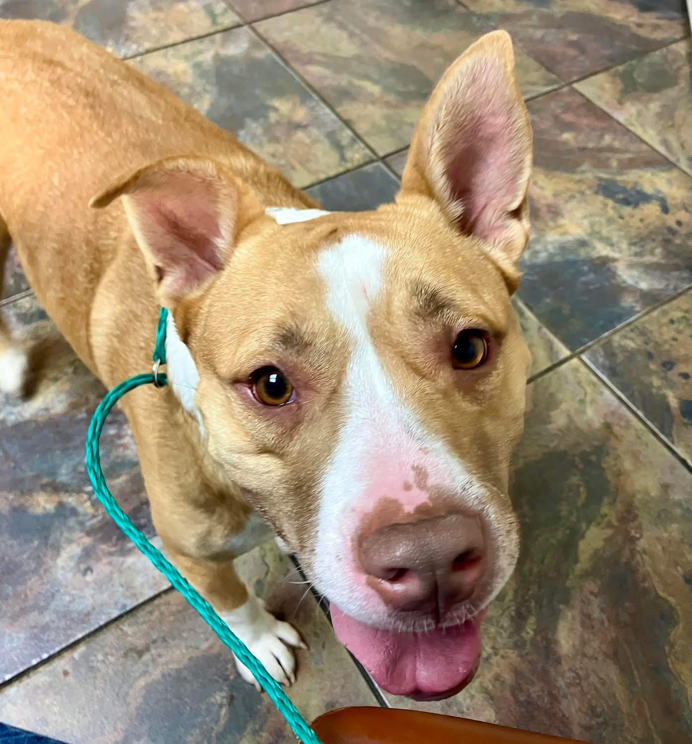 Sugar Pop, a ADOPTABLE mixed breed in Shreveport, LA image 3/5