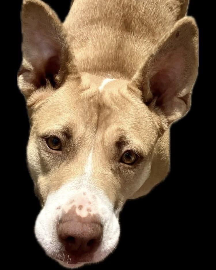 Sugar Pop, a ADOPTABLE mixed breed in Shreveport, LA image 4/5