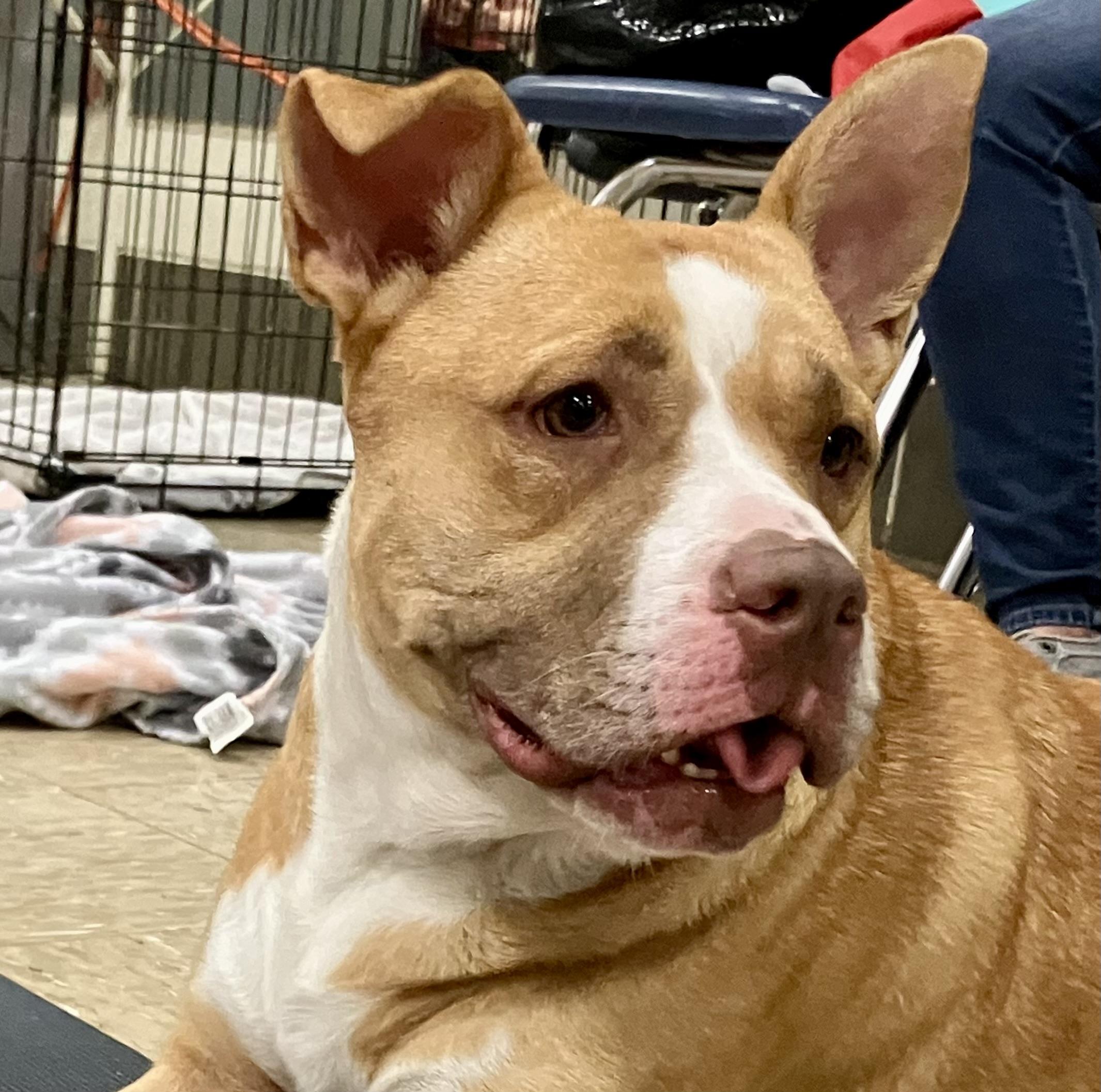 Sugar Pop, a ADOPTABLE mixed breed in Shreveport, LA image 5/5