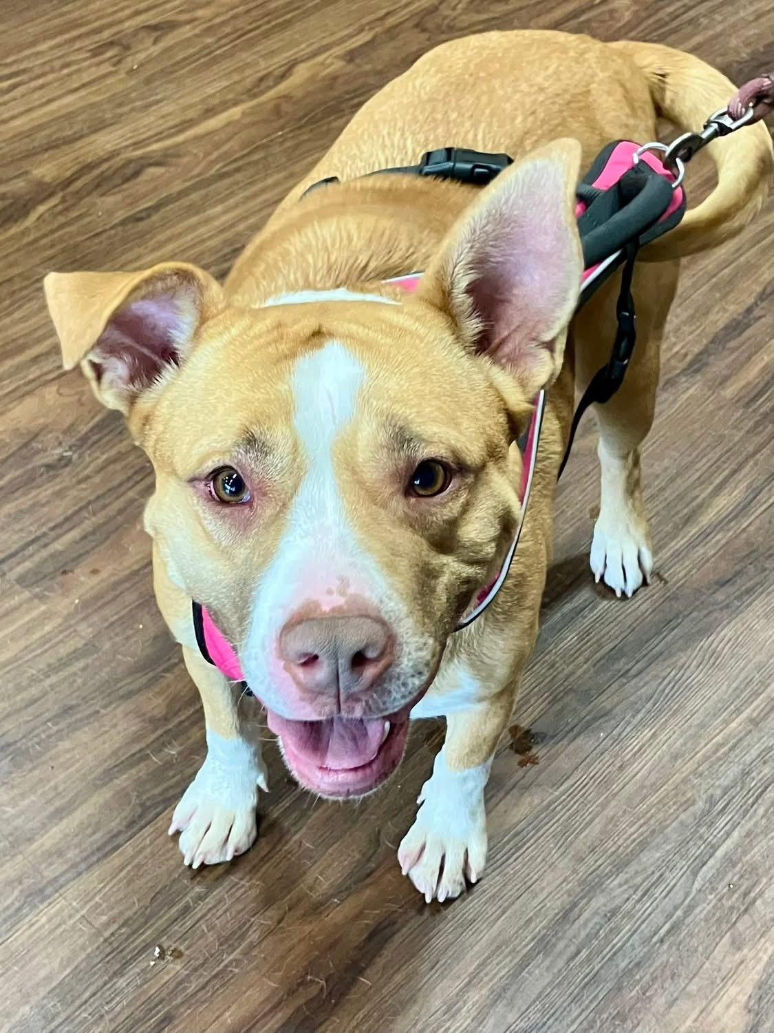 Sugar Pop, a ADOPTABLE mixed breed in Shreveport, LA image 2/5