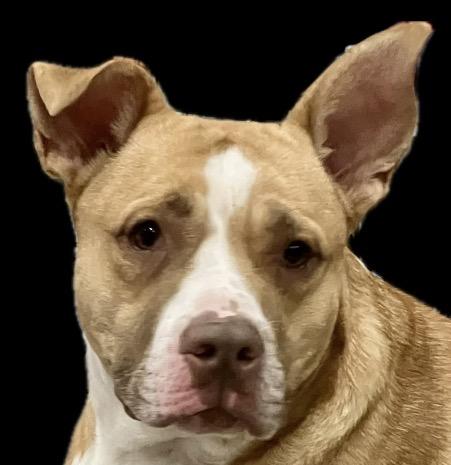 Sugar Pop, ADOPTABLE, Adult Female German Shepherd Dog & Pit Bull Terrier.