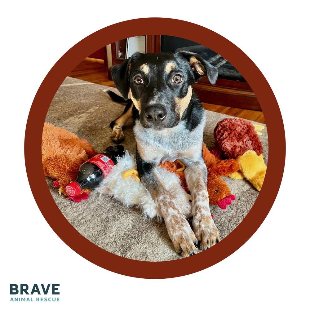 Enlarge Jake, a Adoptable mixed breed in Lincoln, NE image 1/6