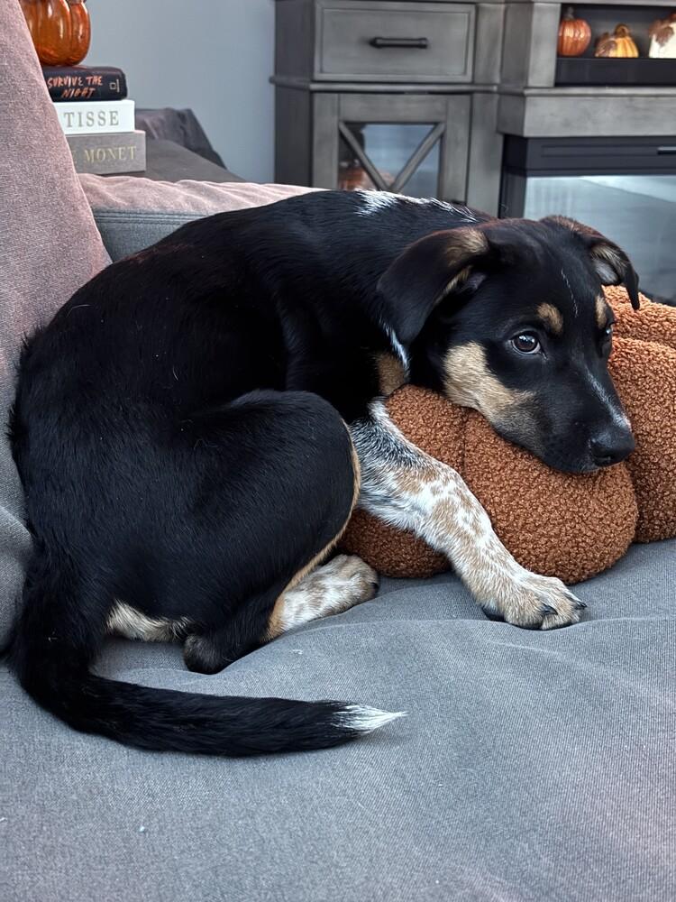 Enlarge Jake, a Adoptable mixed breed in Lincoln, NE image 1/6