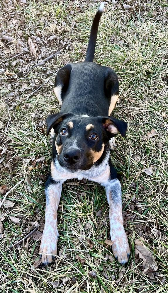 Enlarge Jake, a Adoptable mixed breed in Lincoln, NE image 2/6