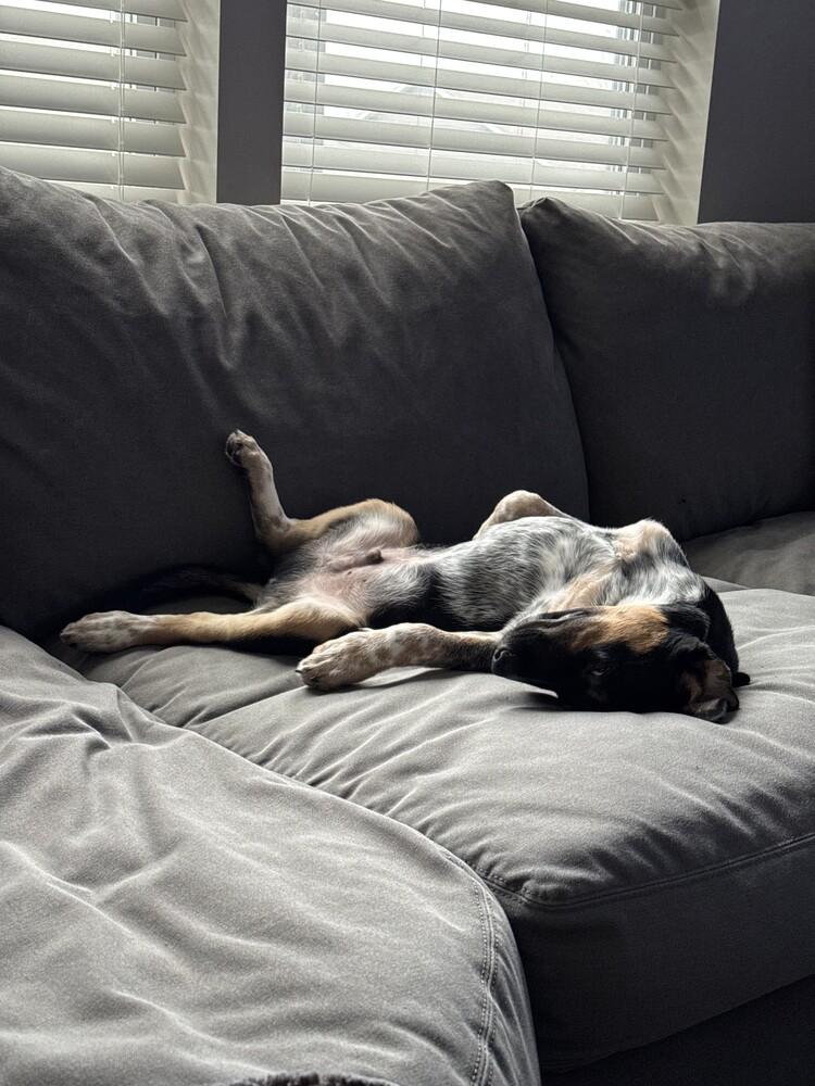 Enlarge Jake, a Adoptable mixed breed in Lincoln, NE image 4/6