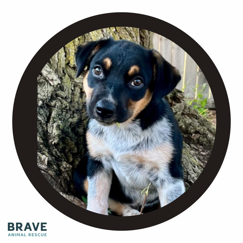 Enlarge Jake, a Adoptable mixed breed in Lincoln, NE image 5/6